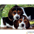 Clementoni puzzle - High Quality 500db-os puzzle - kutyás
